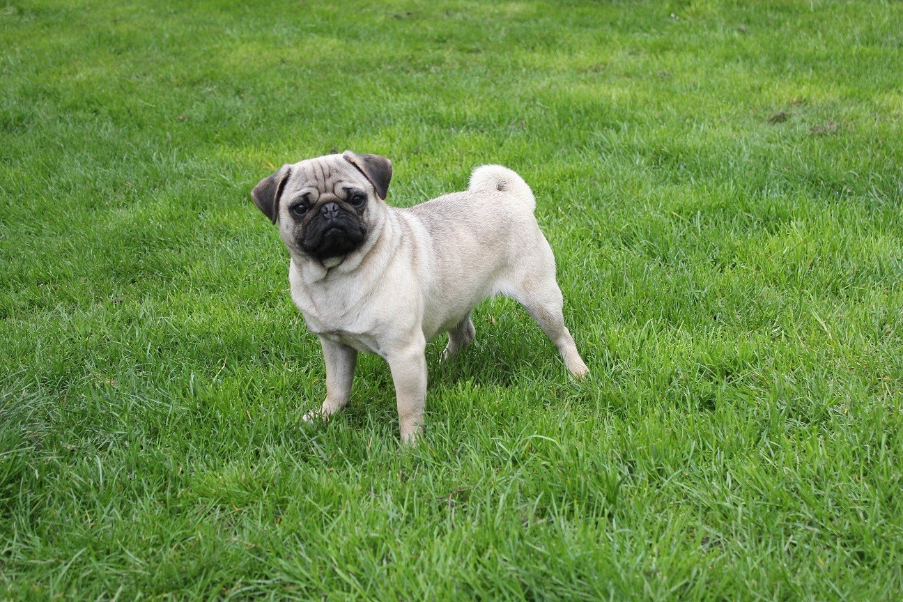 VIOLETTA De Magnifique River