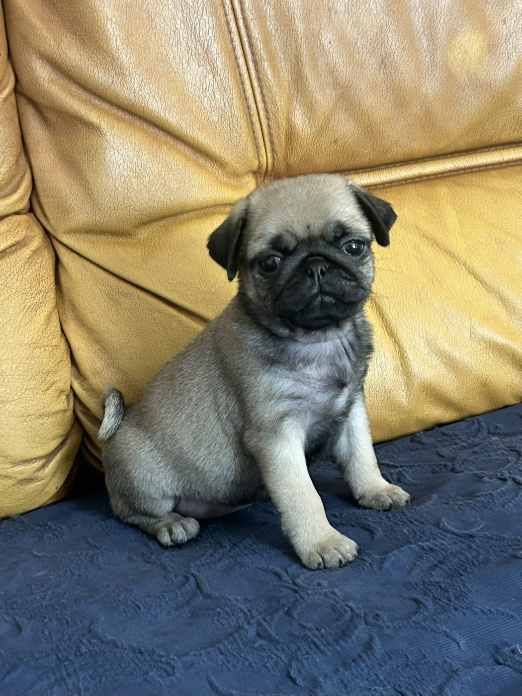 De Magnifique River - Chiots disponibles - Carlin