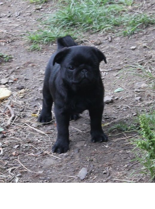 De Magnifique River - Chiots disponibles - Carlin