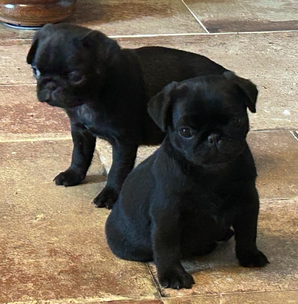 De Magnifique River - Chiots disponibles - Carlin