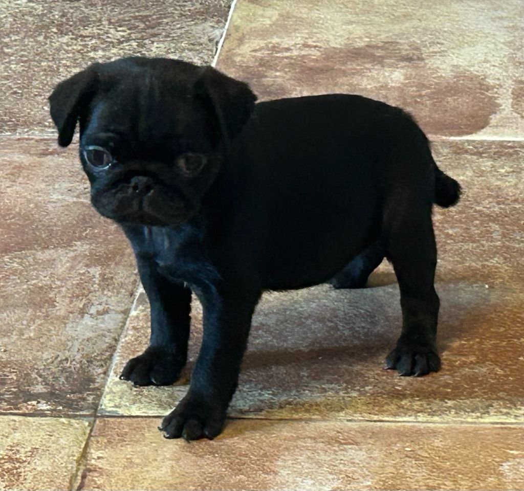 De Magnifique River - Chiots disponibles - Carlin