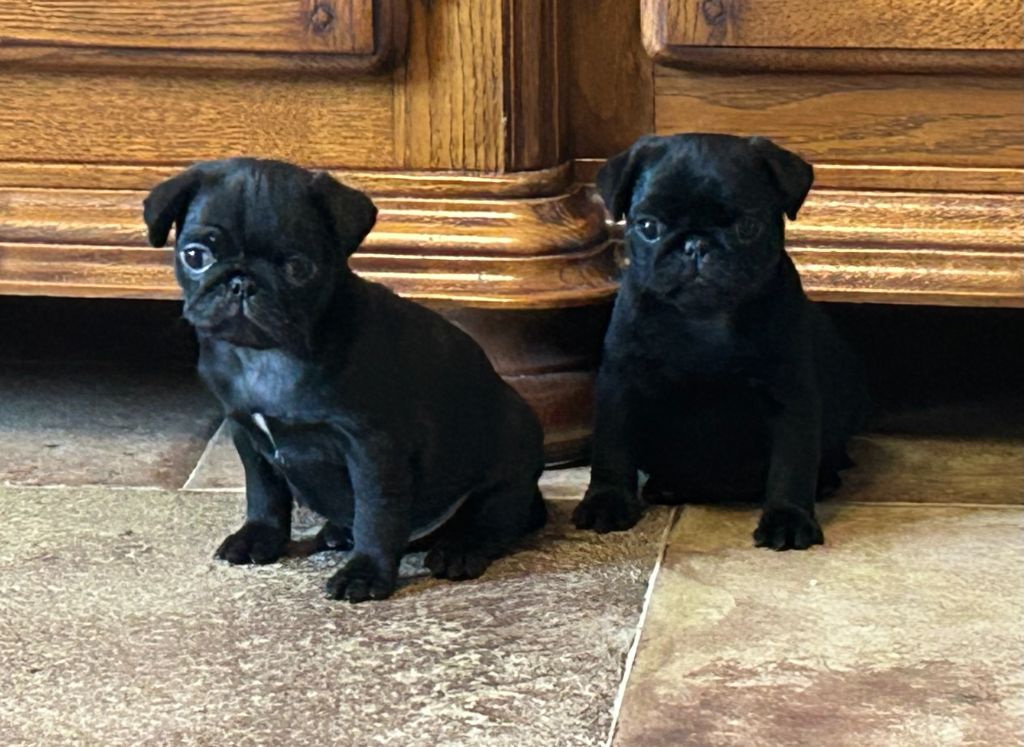 De Magnifique River - Chiots disponibles - Carlin