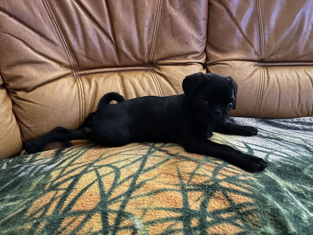 De Magnifique River - Chiots disponibles - Carlin